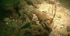 Rare Seahorse Found Off Dover