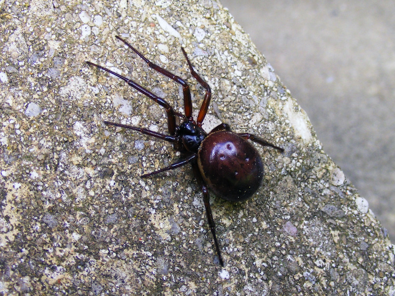 False widow spider | Dover Forum on Dover.UK.com